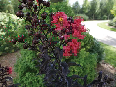 Lagerstroemia-Center-Stage-Red